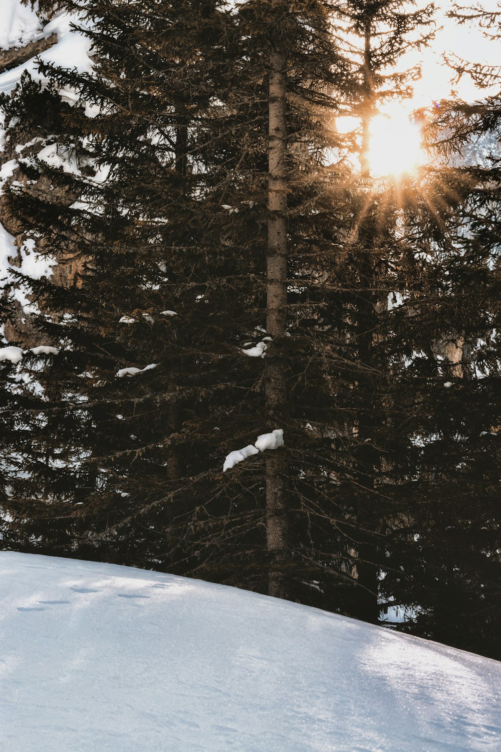 brown pine trees