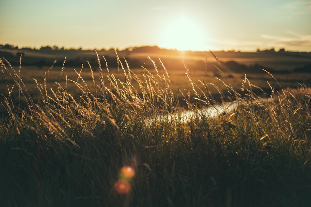 grass field golden hour photography