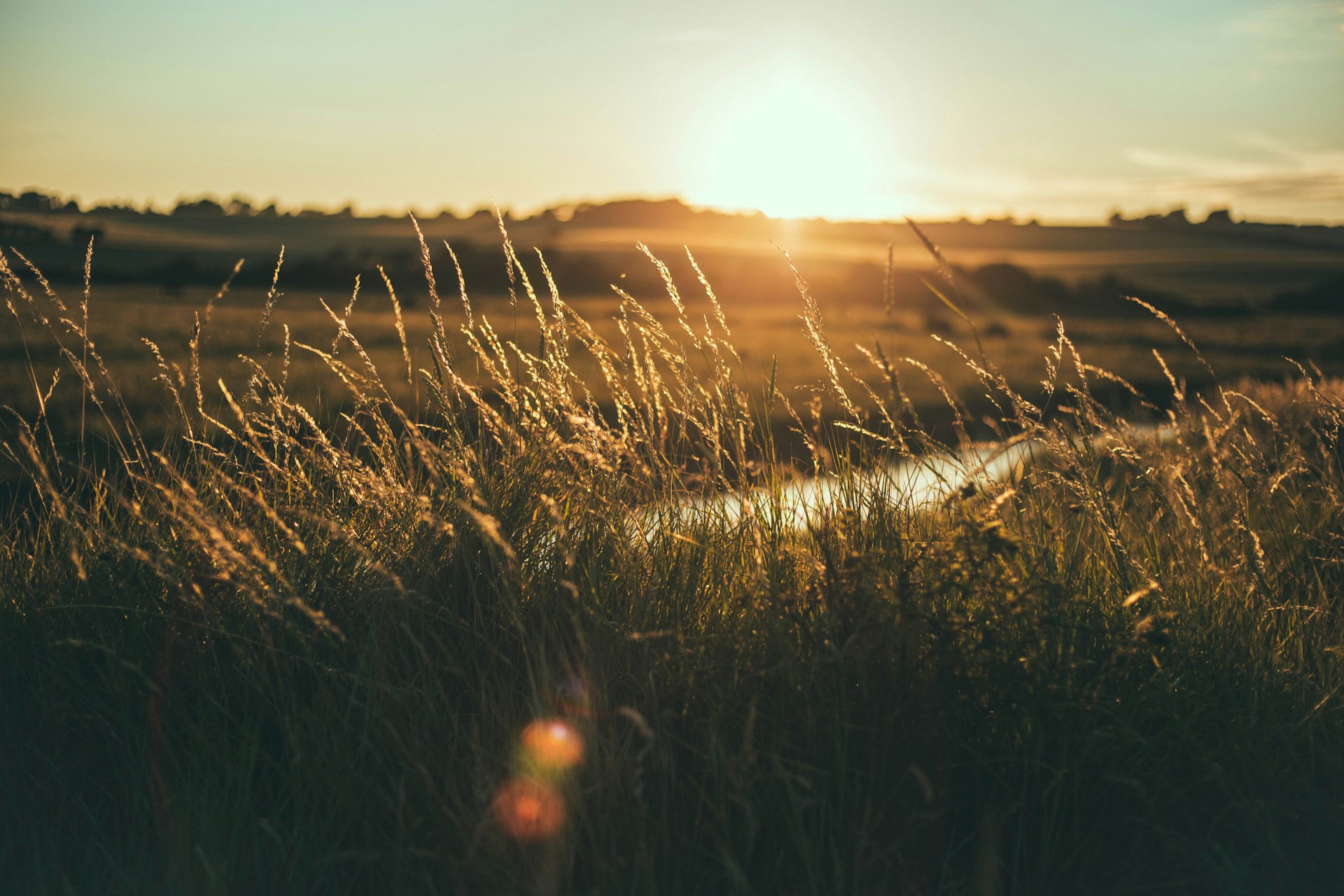 grass field golden hour photography