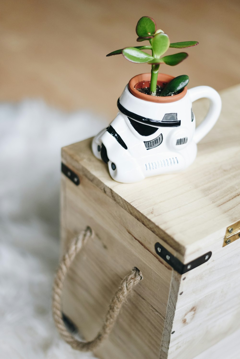 green plant in stormtrooper pot