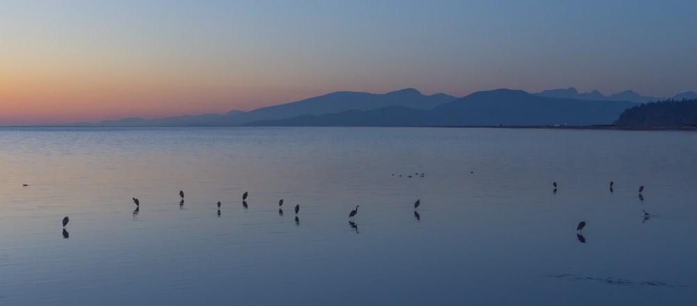 black birds on body of water at sunrise
