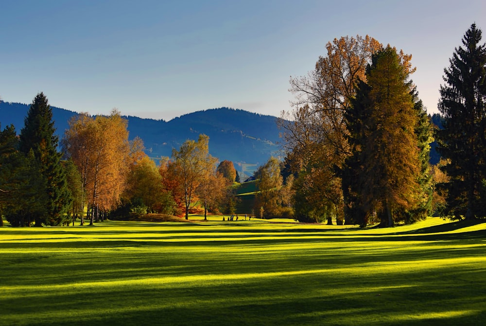 green open field surrounded with tall and green trees viewing mountain