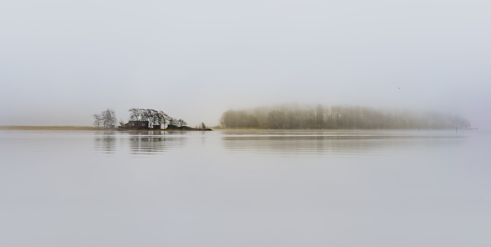 trees surrounded by body of water and fogs during daytime