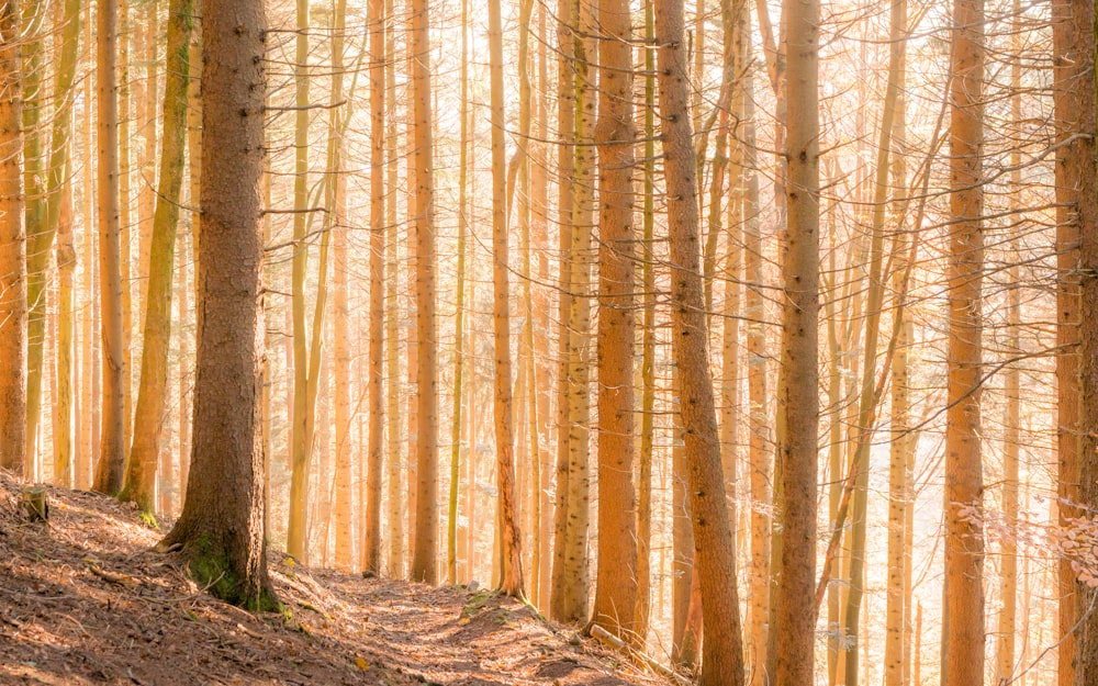 árvores altas da floresta