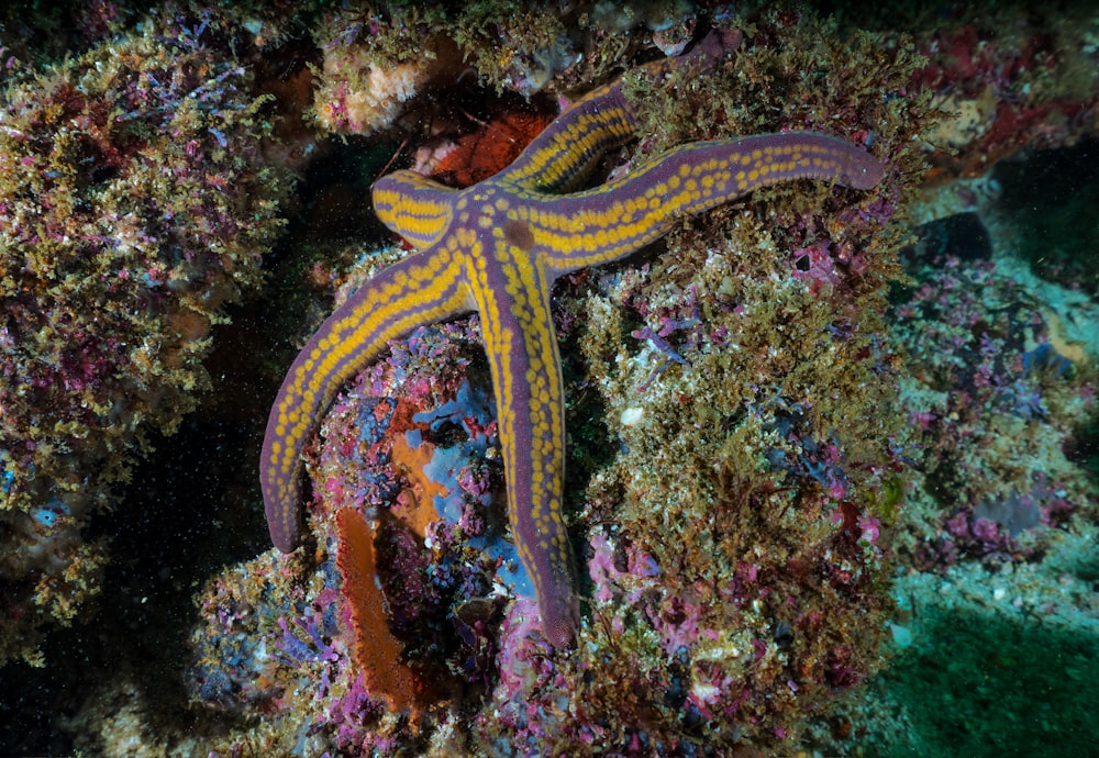 yellow and purple starfish