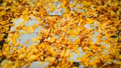yellow leaves on ground manchester united teams background