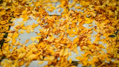 yellow leaves on ground manchester united zoom background