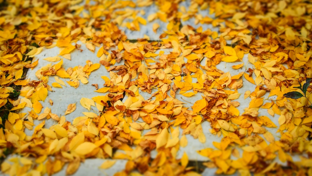 yellow leaves on ground