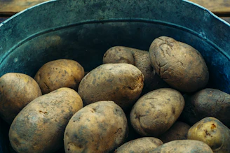 Fresh peeled potatoes in a 5 kg bag ready for professional kitchens