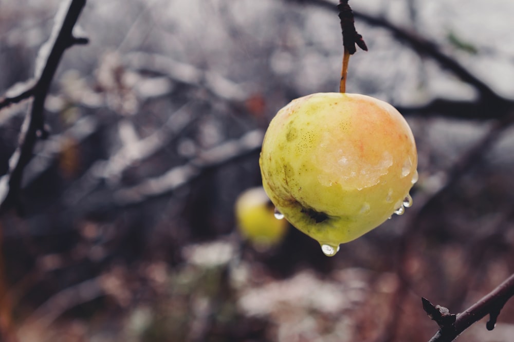 selective focus photography of green grape