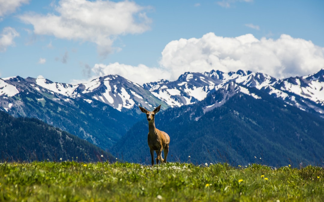 Wildlife photo spot Hurricane Ridge Hoodsport