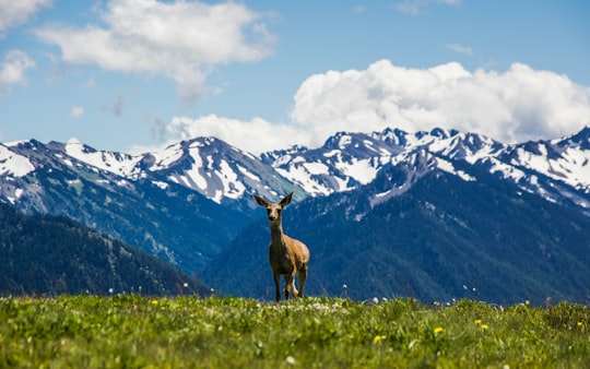 landscape photography of animal standing on green grass near snow mountain in Olympic National Park United States