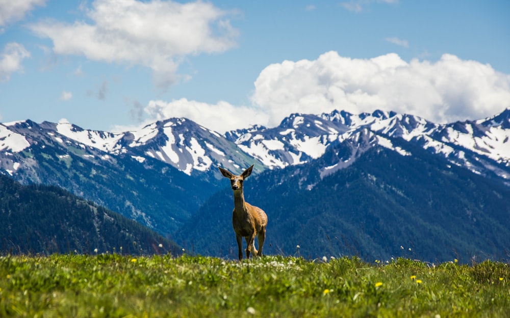 landscape photography of animal standing on green grass near snow mountain