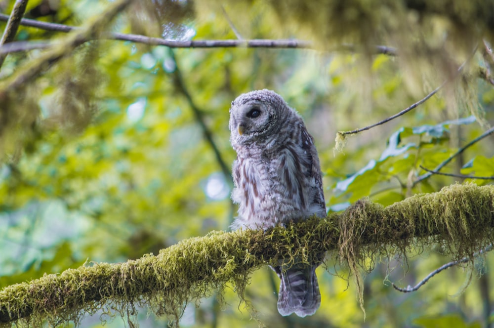 shallow focus photography of gray barn owl on sitting on tree branch