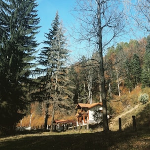 A cozy, handcrafted wooden home nestled among spruce trees under a clear Alaskan sky.