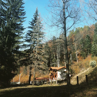 A cozy wooden house nestled among tall pine trees under a clear blue sky.