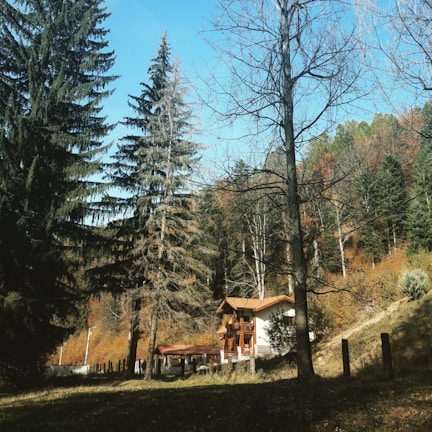 A cozy timber-framed house nestled among tall pine trees under a clear blue sky.