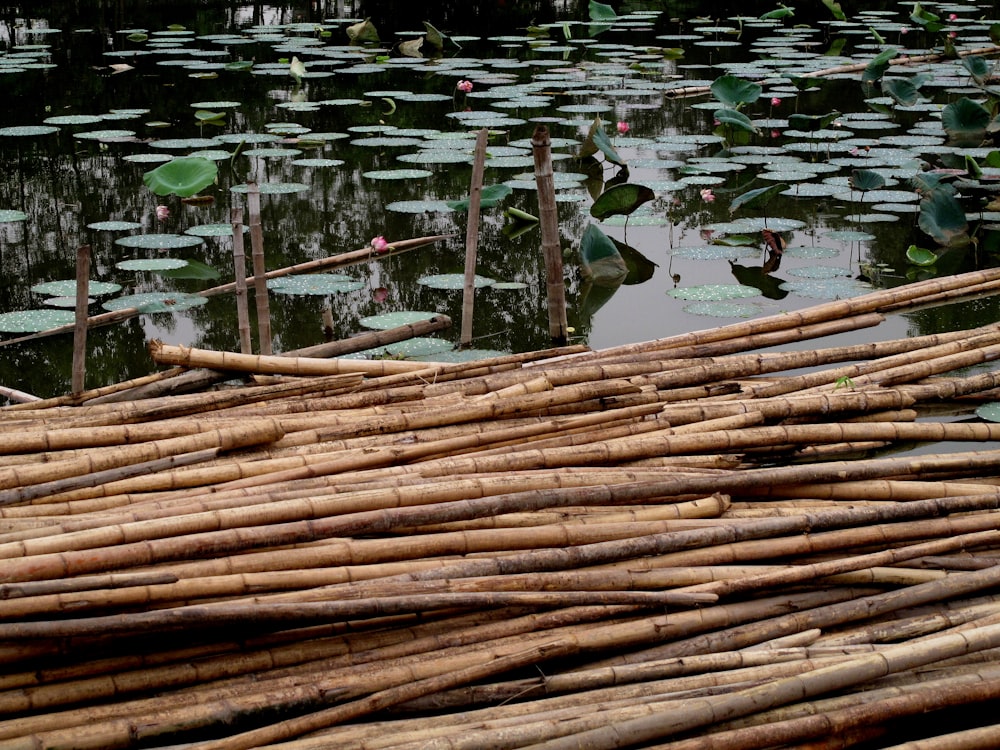 Varas de bambu secas flutuam na água cheia de vagens de nenúfares