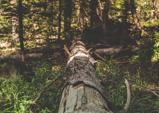 fallen tree trunk on grass