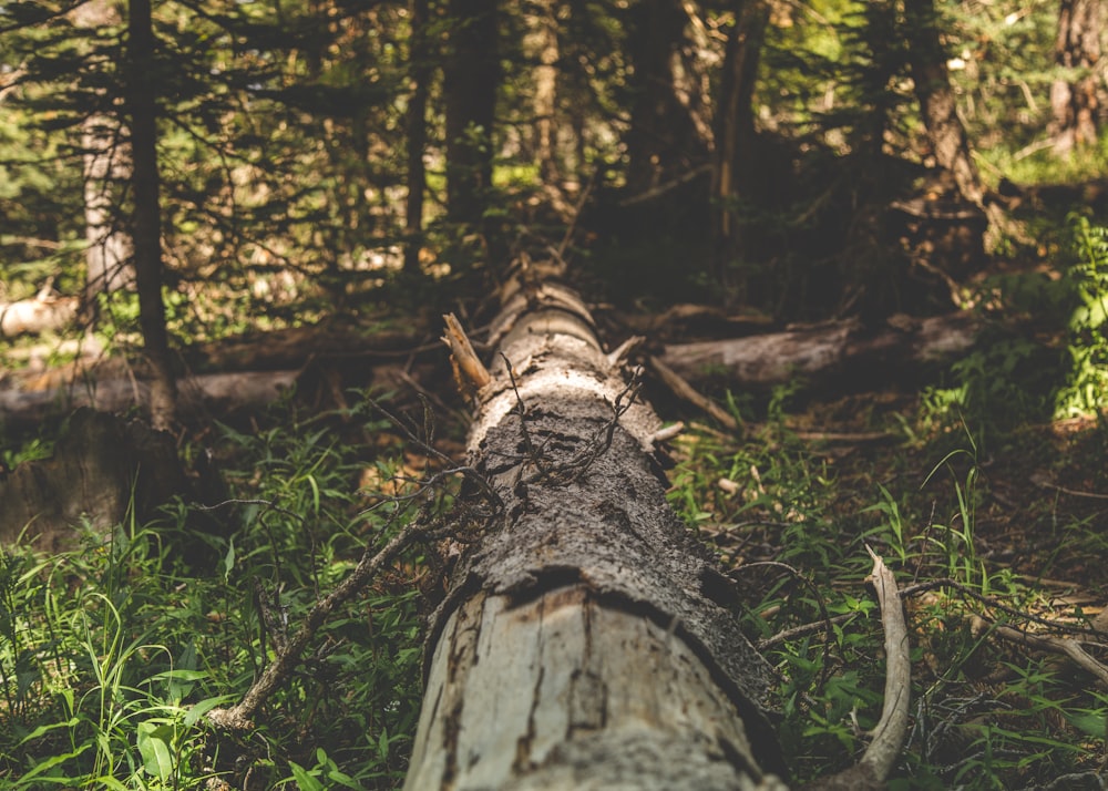 gray tree trunk on grassland