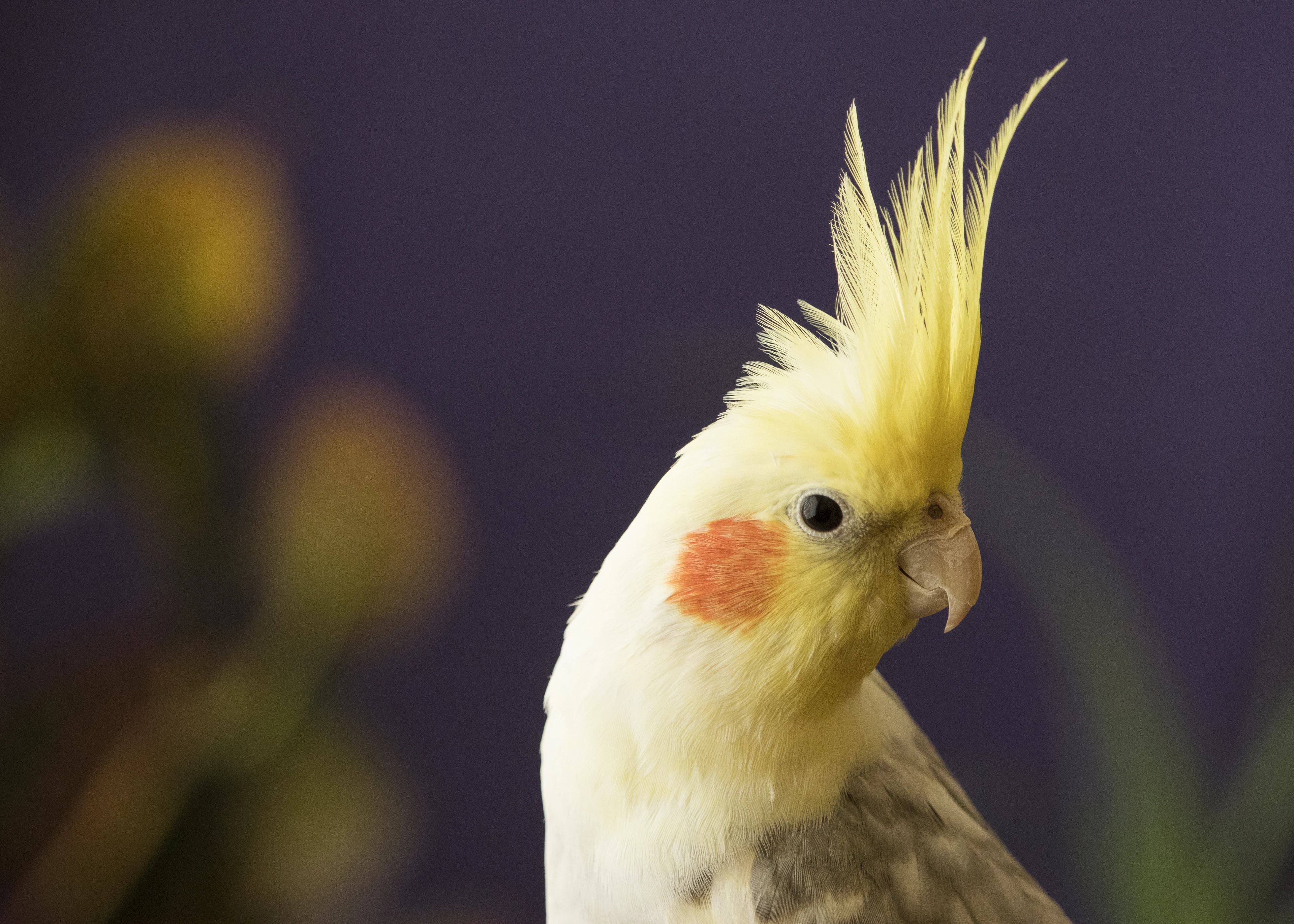 Yellow and white cockatiel with orange cheek patches