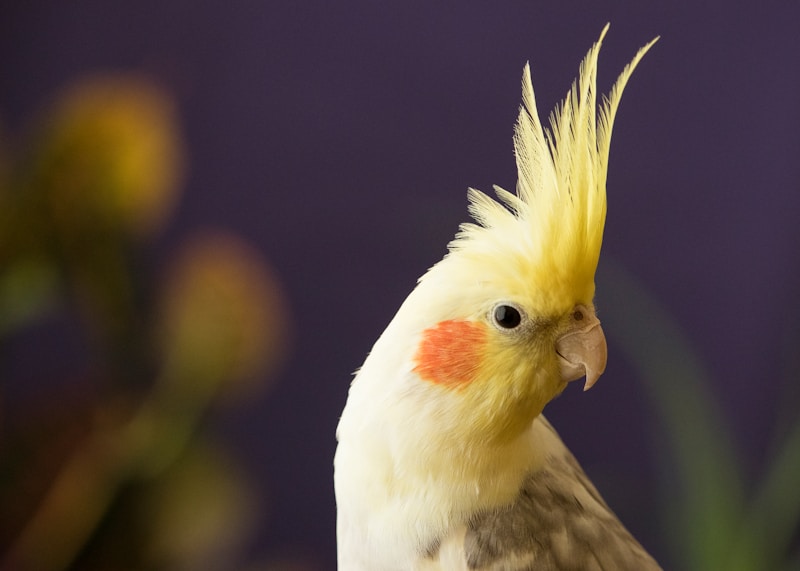 selective focus photography of yellow cockatiel