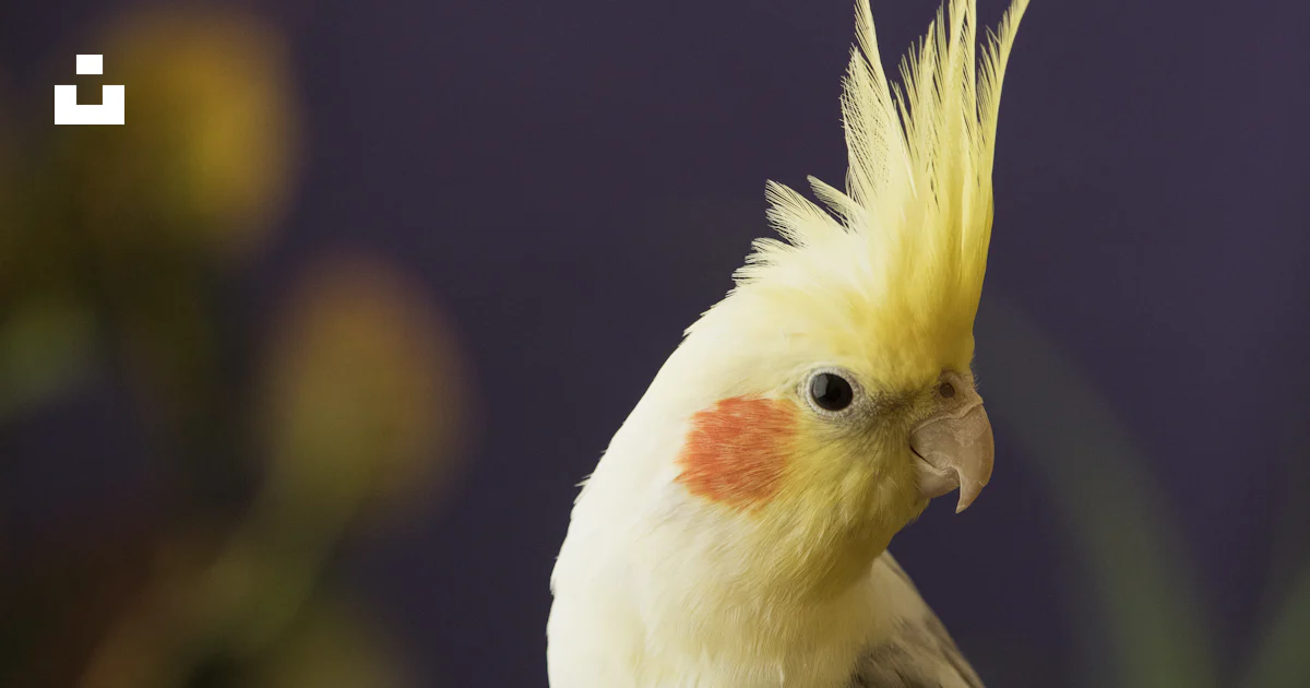 Photographie sélective de calopsitte photo – Image gratuite de Oiseau ...