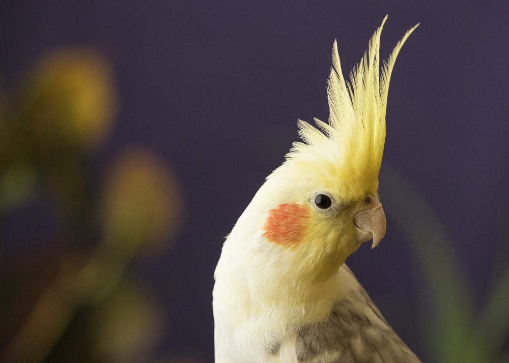 노란색 앵무새의 선택적 초점 사진