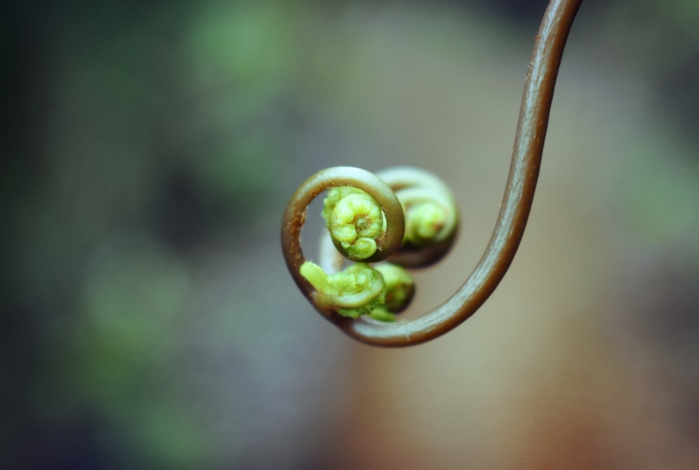 brown and green vine curls selective-focus photography