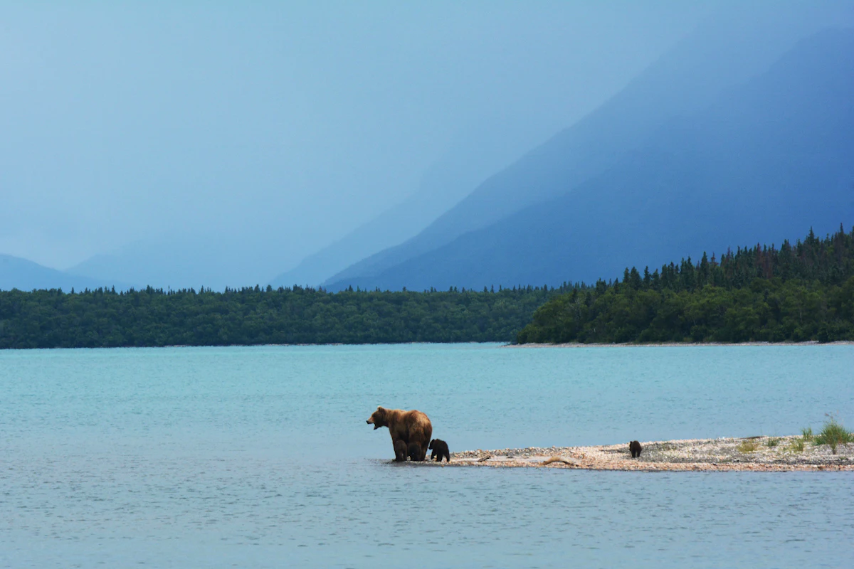 A brown bear and cubs at the water’s edge
