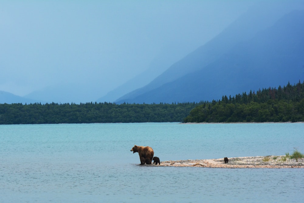brown bear standing on seashore near sea under blue sky during daytime