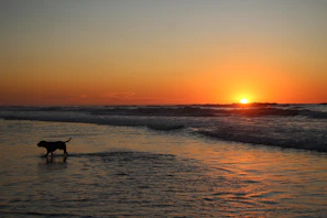 A serene outdoor scene with a happy dog and owner walking together at sunset.