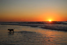 A serene outdoor scene with a happy dog and owner walking together at sunset.