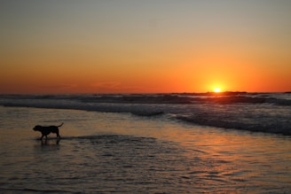 A calm dog resting after a walk, with a gentle sunset in the background.