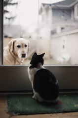 A cat is sitting indoors facing a glass door, gazing intently at a dog outside. The dog, a golden Labrador, appears to be looking back through the glass. The setting is a home environment, with a slightly blurred background showing part of a house and trees.