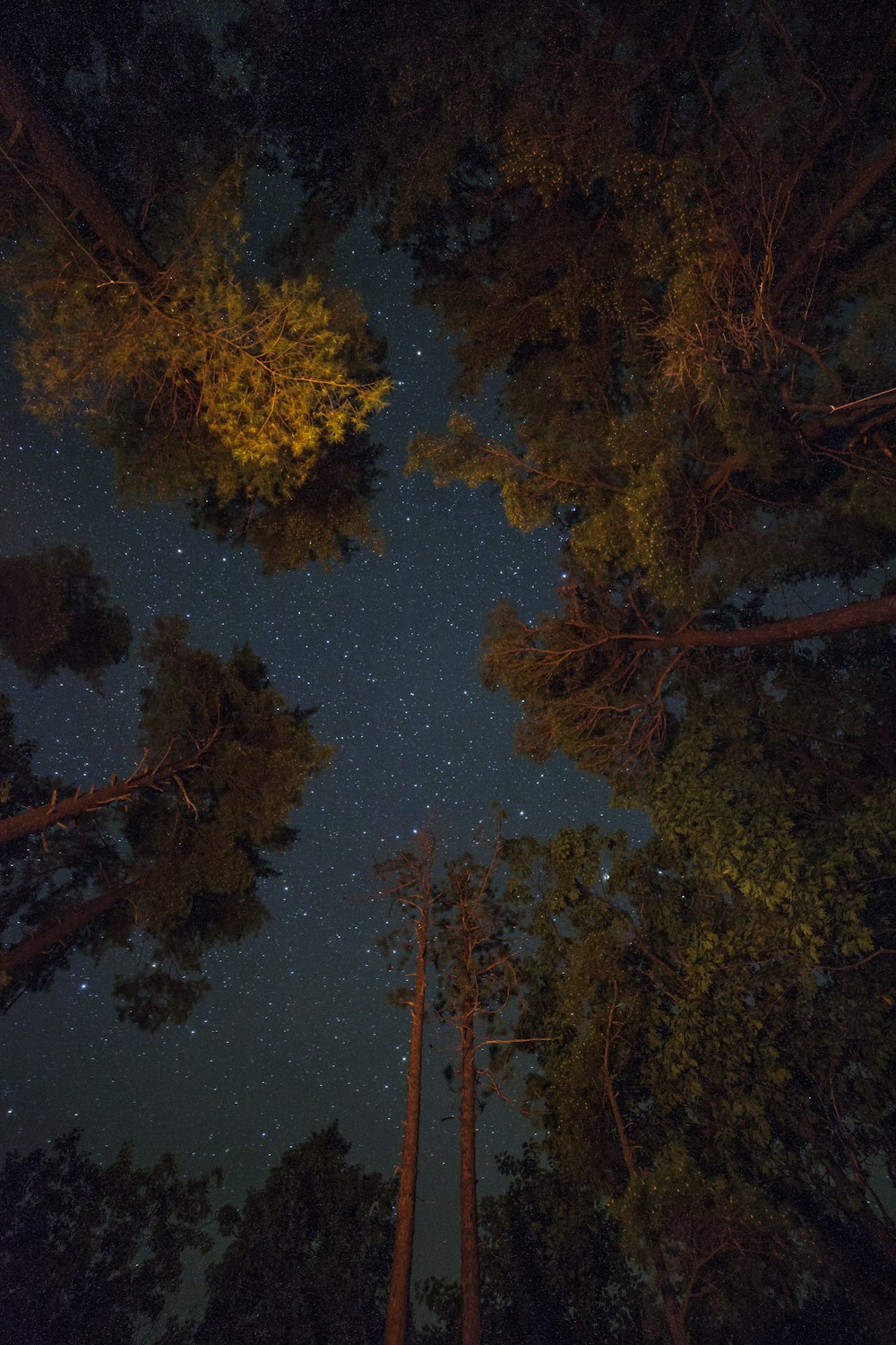 low-angle shot photography of green trees and