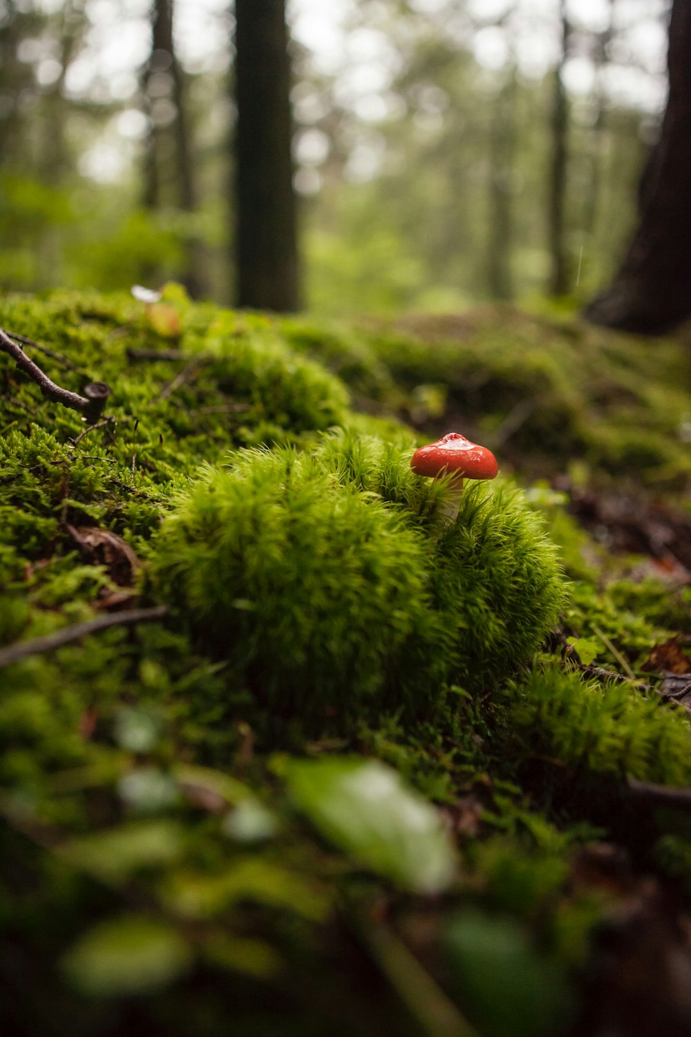 red mushroom growing on green grass at daytime