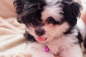 A fluffy black and white puppy with a small pink nose and tongue sticking out, wearing a purple bell around its neck. The puppy is resting on a soft, light-colored blanket.