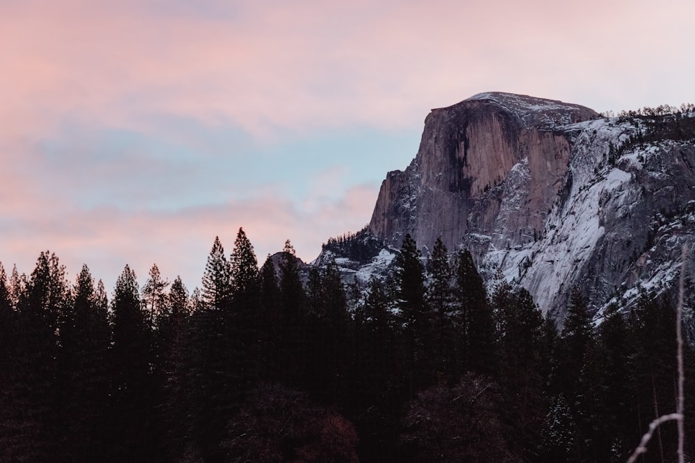 silhouette of trees beside mountain