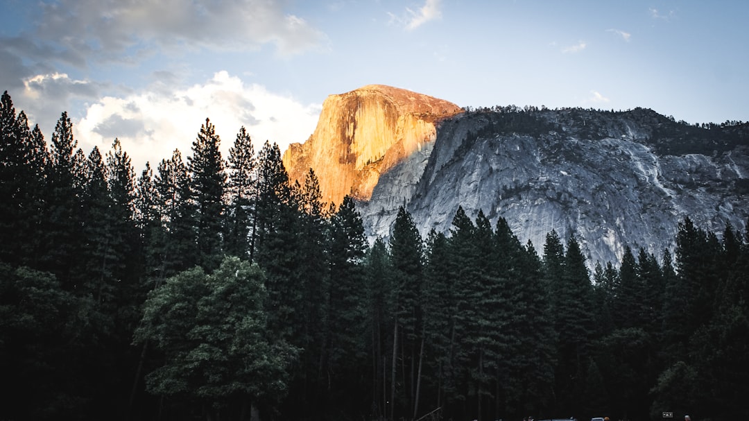 forest and view of mountain during daytime