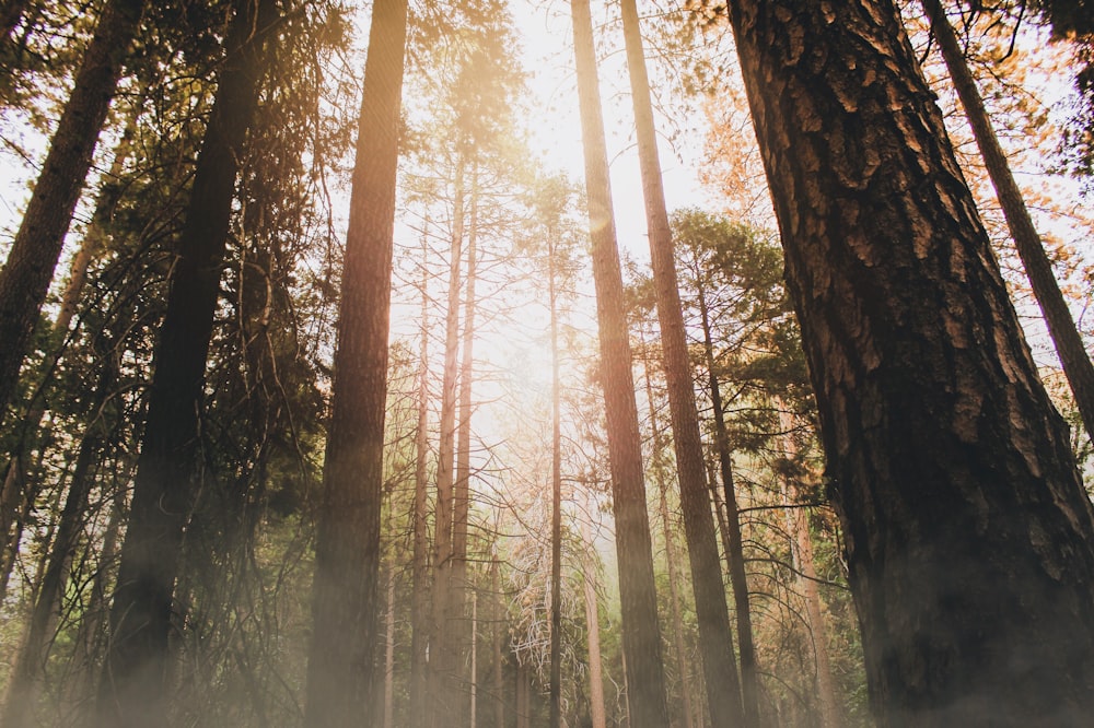 low angle photo trees on forest at daytime