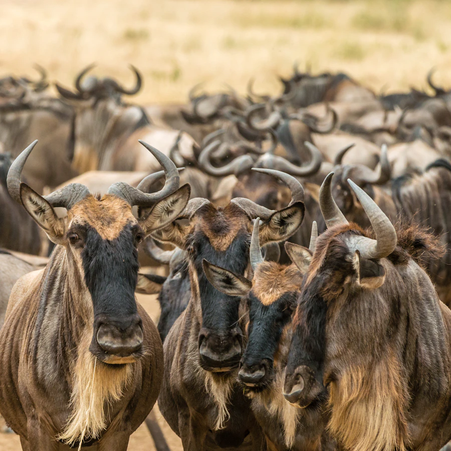 Close-up of wildebeest in the herd