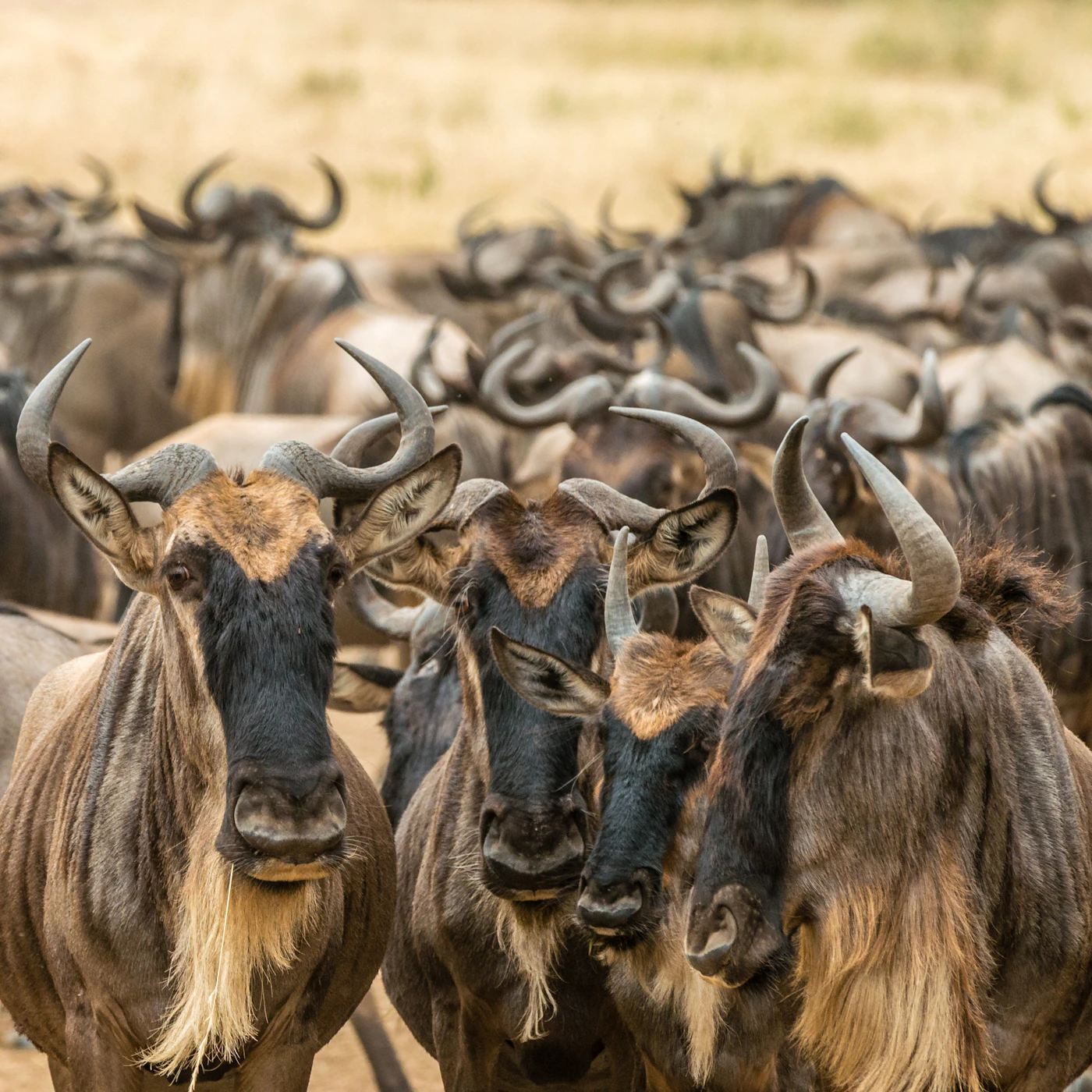 Close-up of wildebeest in the herd