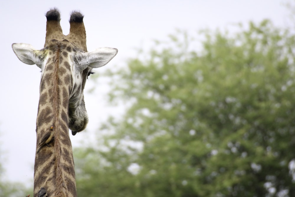 closeup photography of brown and white giraffe near green trees under white sky at daytime