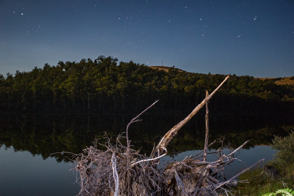 drift wood near river across green trees