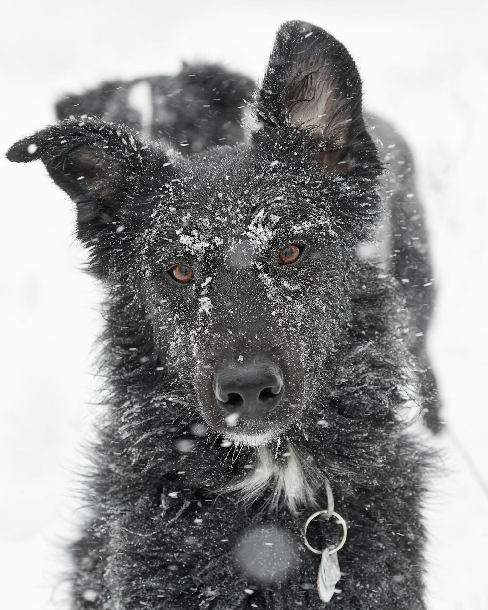 black dog in snow terrain during daytime
