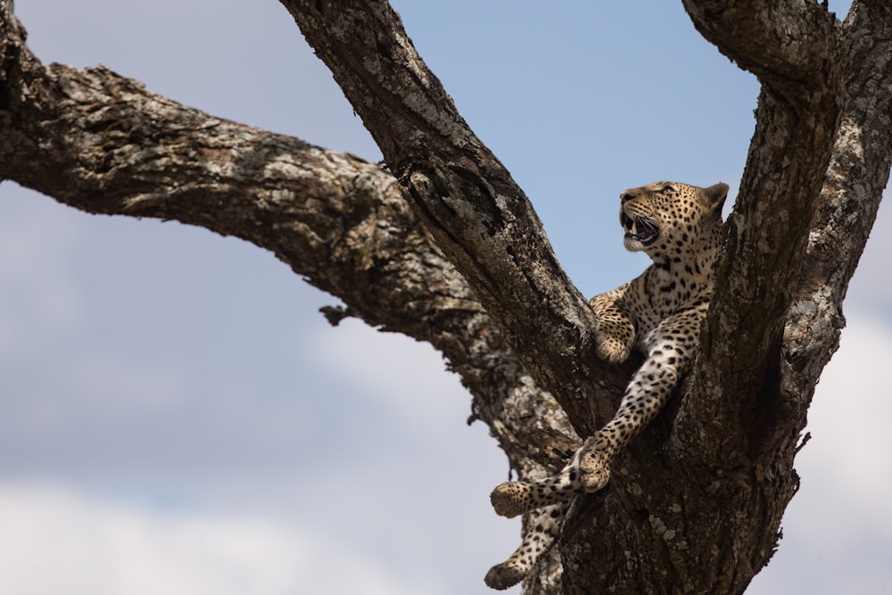 jaguar on tree branch