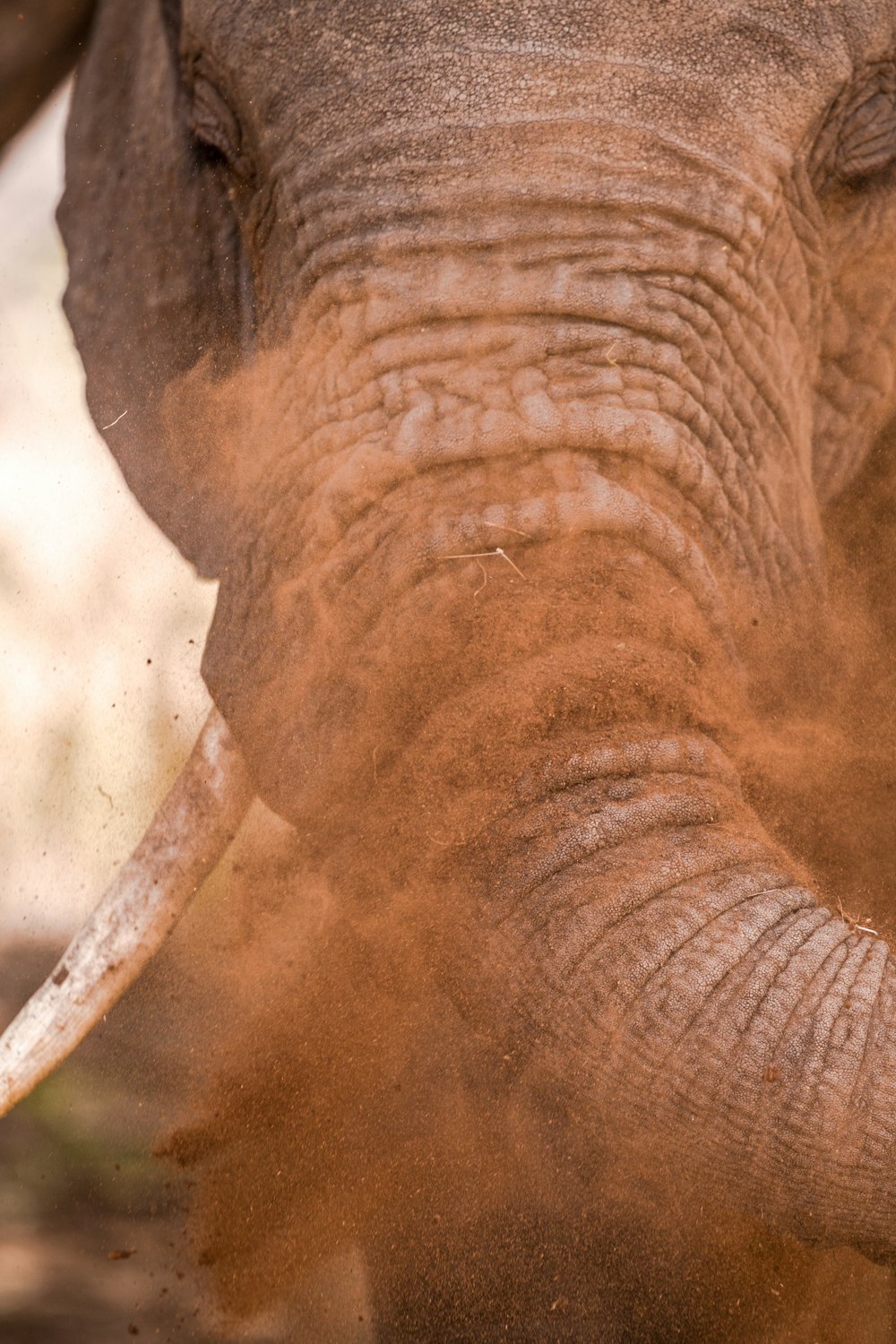 closeup photo of gray elephant