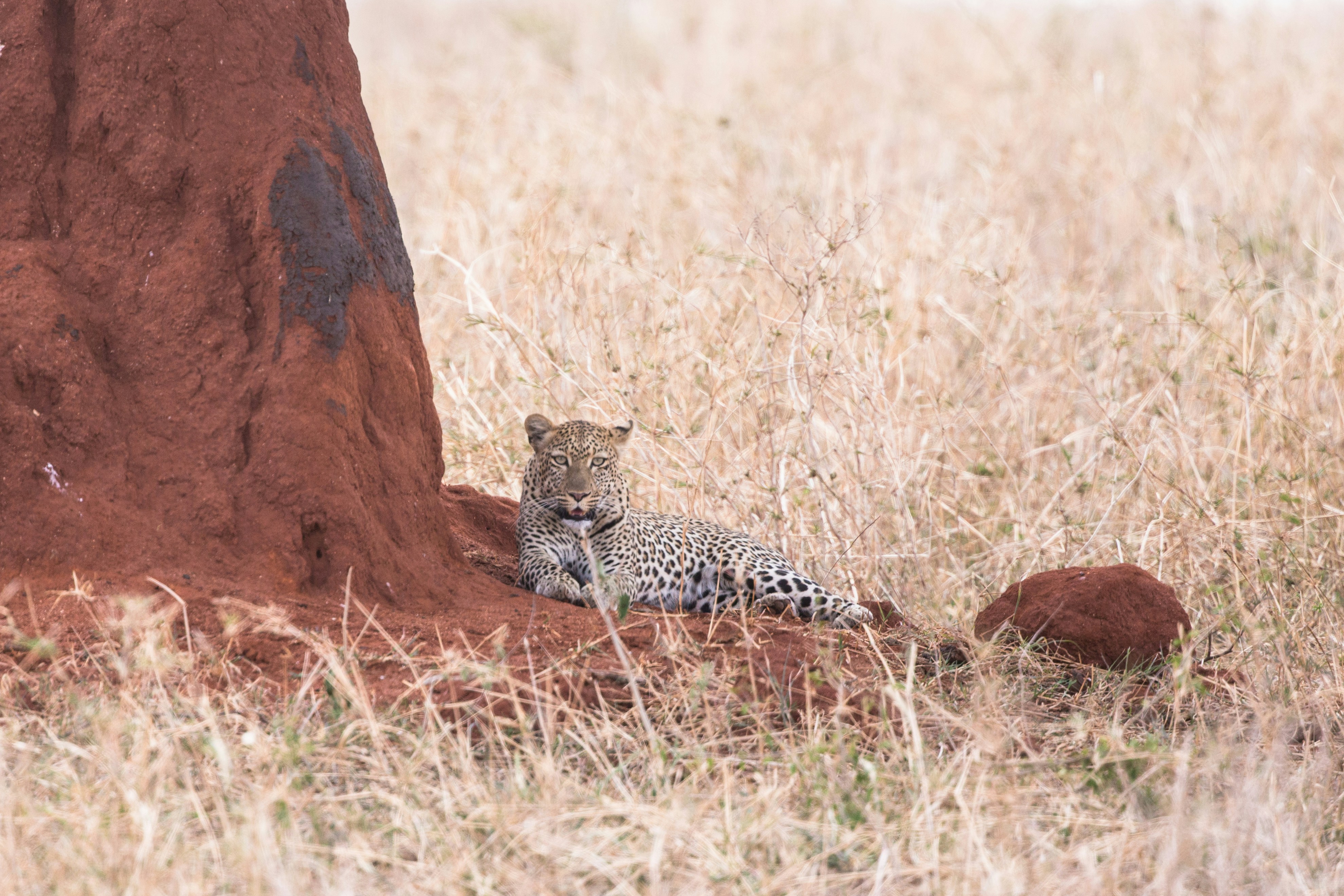 Lion resting on a termite mound in the Savuti Marsh Botswana