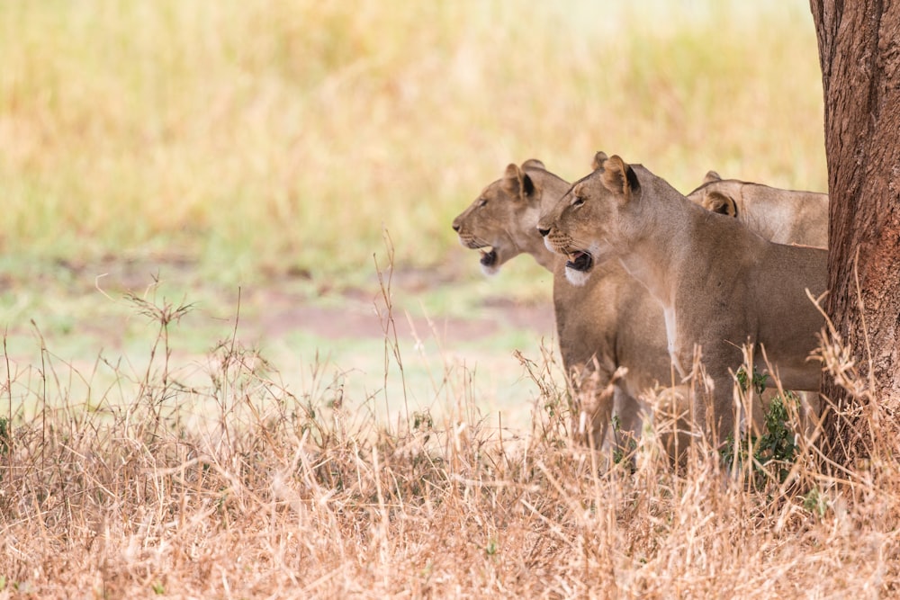 three brown lioness under tree during daytime